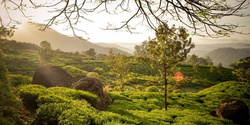 Sunrise hues beyond the trees at Munnar hills forming a scenic silhouette of the mountains