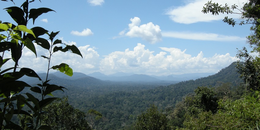 Lush rainforest canopy and serene river views in Malaysia's oldest national park.