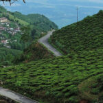 Picturesque view of tea estate in Kurseong - one of the best places to visit near Siliguri