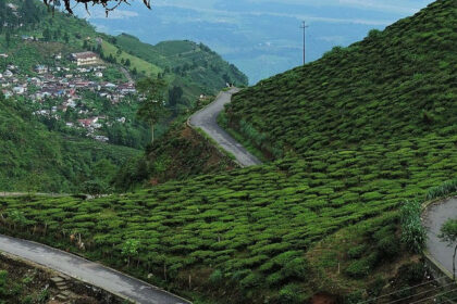 Picturesque view of tea estate in Kurseong - one of the best places to visit near Siliguri