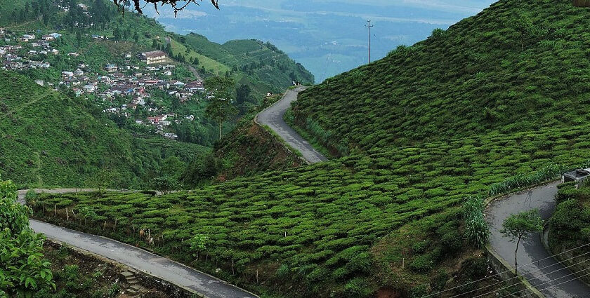 Picturesque view of tea estate in Kurseong - one of the best places to visit near Siliguri