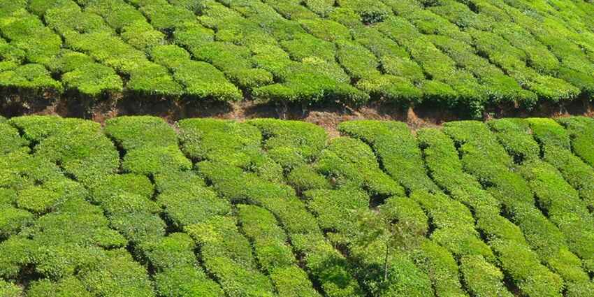 Tea Estates of Munnar provide scenic beauty of the lush plantations which seem as a vibrant green carpet.