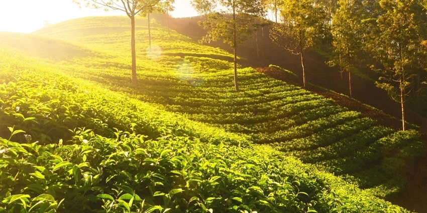 Green Trees and Plants Under Sunny Sky - one of the best places near Darjeeling