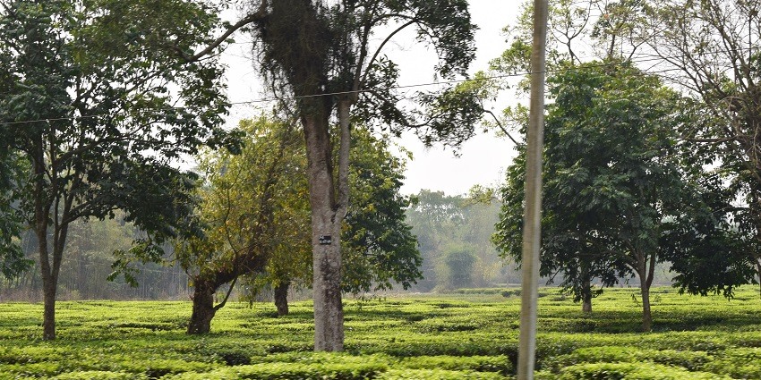 Expansive tea garden in Dooars with neatly lined tea bushes under a clear blue sky.