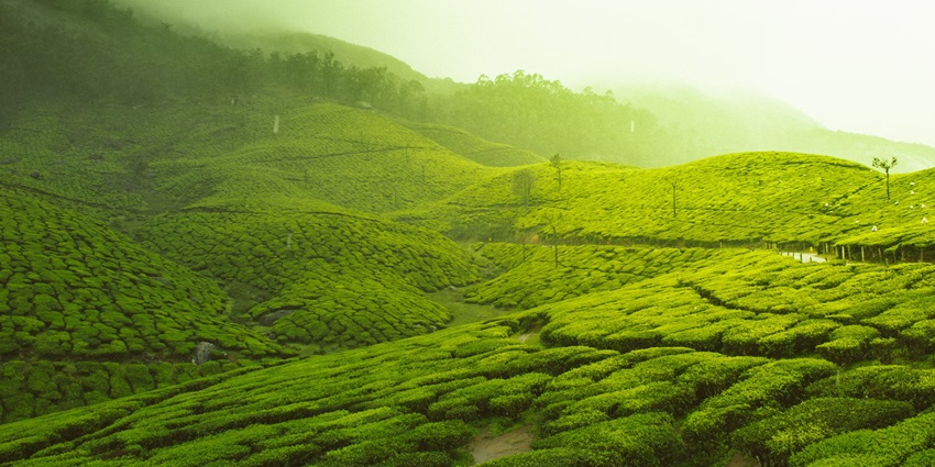 A lush green view of tea gardens in Munnar, a must-visit near Pallivasal Waterfall.