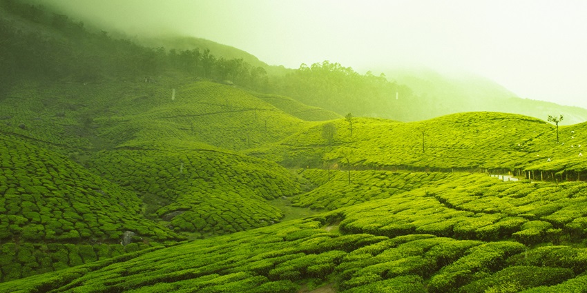 Munnar, known for its green views, is one of the best places to visit in Kerala in October.