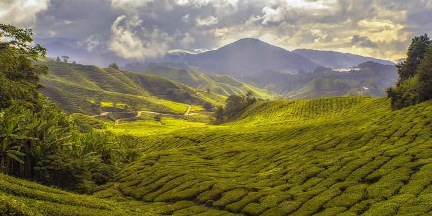 Visit the tea museum in Munnar for a unique and refreshing experience in Kerala.