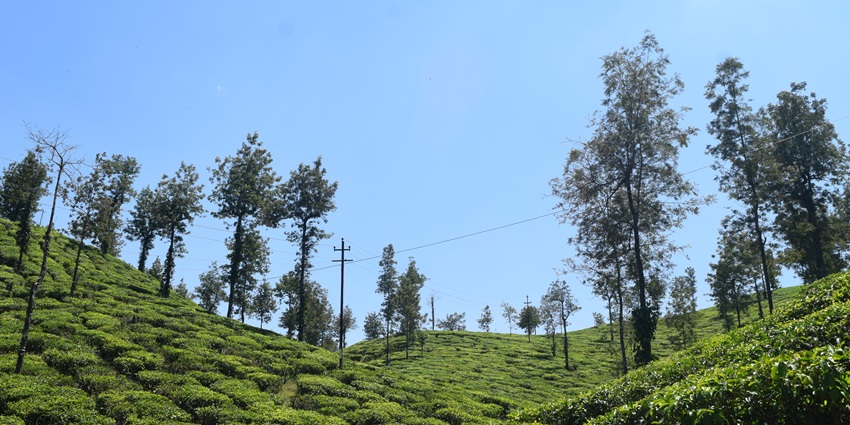 Tea plantation at Malakkappara with neatly arranged tea bushes and scenic hills.