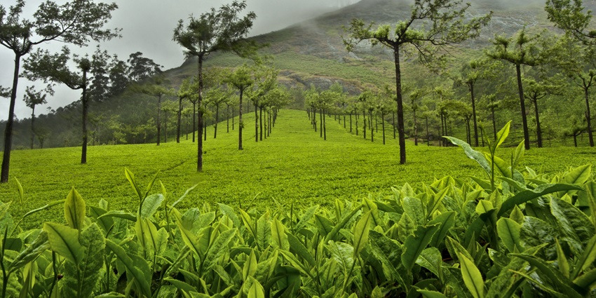 Exploring the tea plantations is one of the best things to do in Munnar to see greenery.