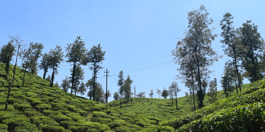 Relax among the refreshing Malakkappara Gardens, one of the places to visit in Athirapally.