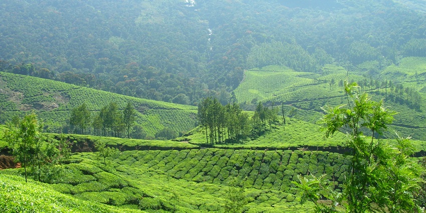 Tea plantation with rolling hills Munnar - Places to visit near Wayanad adventure Parks