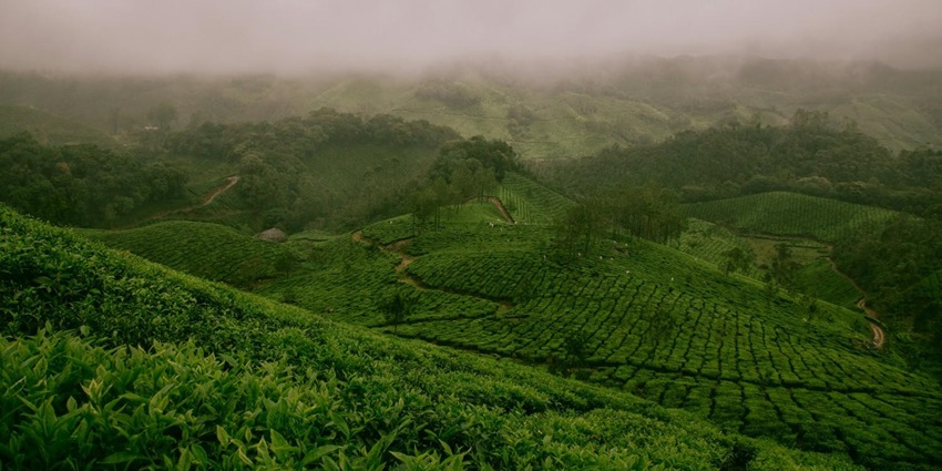 Taking tea plantation tours is one of the best things to do around Munnar Waterfalls.