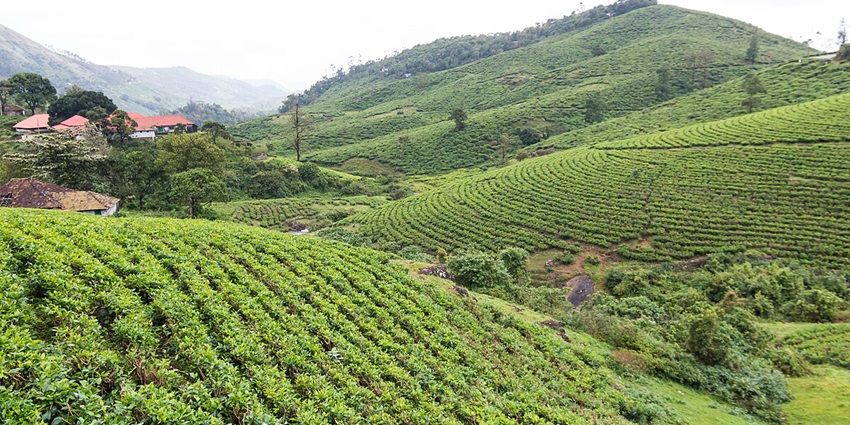 Wander around the lush tea estates and soak in the emerald picturesque views
