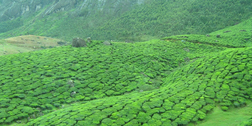 Lush tea plantations of tea gardens of Munnar, one of prettiest place to visit in Munnar in may