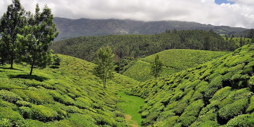 Vast tea plantations of Munnar - one of the most picturesque places to visit in Idukki