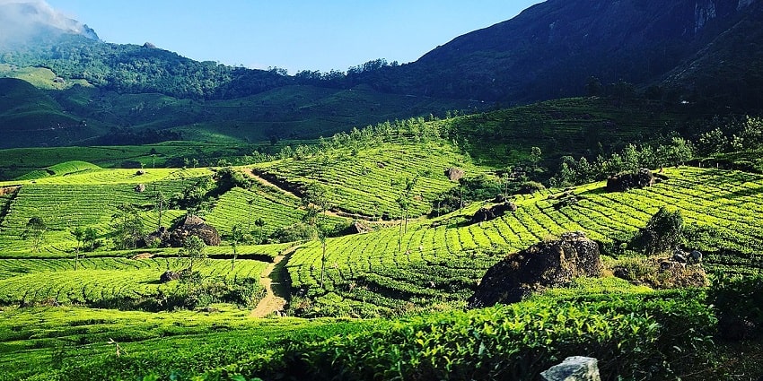 Tea plantations spreading across the vast lands of Munnar make such a beautiful view