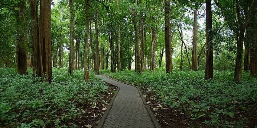 Canopy of Teak formed in the teak Jungle in Nilambur - Teak Museum in Nilambur