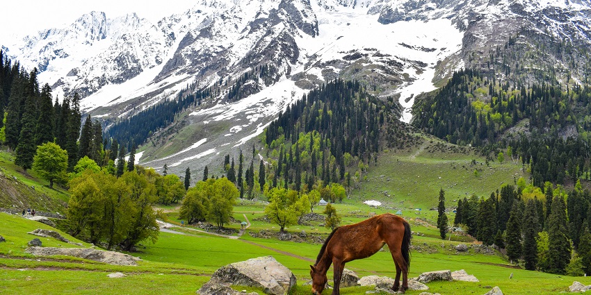 Sonmarg, a luscious valley, is one of the best places to visit in Kashmir in January.