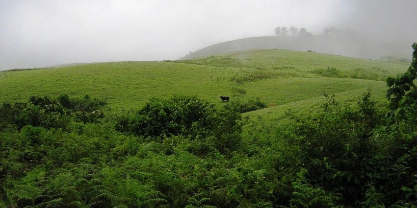 Meadows of Thangalpara near the tent campaign site of Vagamon