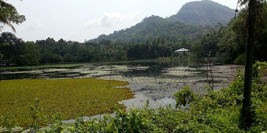 Scenic view of a small lake amidst the lush dense forests of the Thattekad Bird Sanctuary