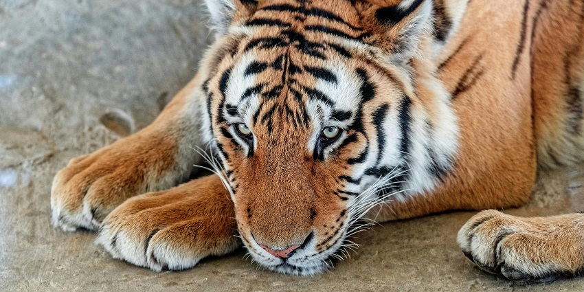 Watch out for the fierce tigers at the Asian Village in the UAE.