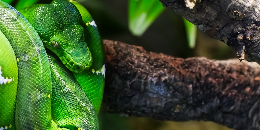 The view of a green tree python at the Green Planet in the UAE.