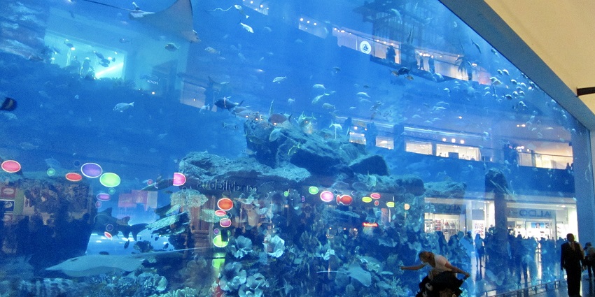Explore aquatic life at the Lost Chambers Aquarium, one of the Dubai zoos in the UAE.