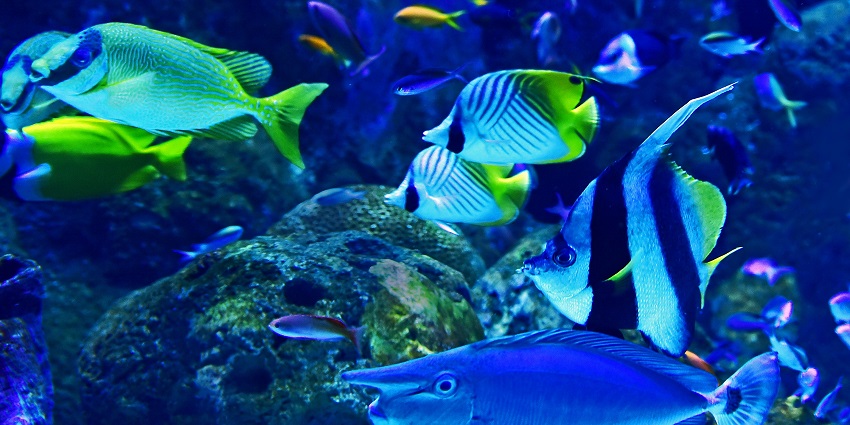 The Lost Chambers Aquarium offers you an experience to explore underwater.