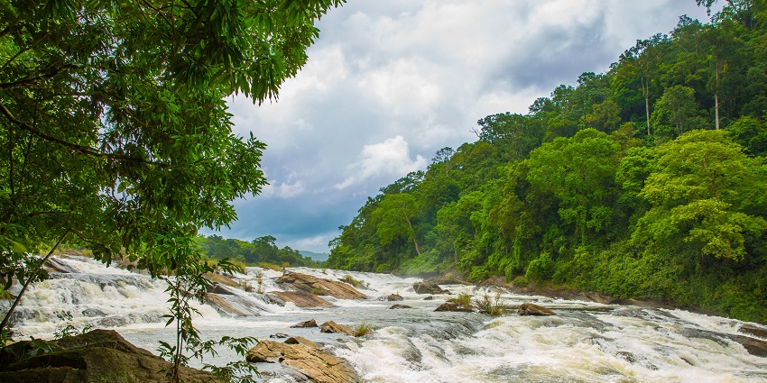 Take a deep dive into the cascading Vazhachal Waterfalls amid forests in Chalakudy.