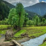 Lush green forest with a water creek, one of the top places to visit in Kashmir in October