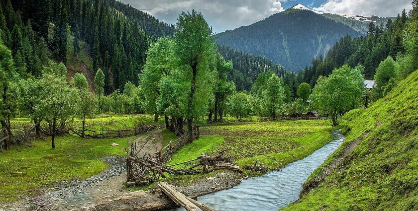 Lush green forest with a water creek, one of the top places to visit in Kashmir in October