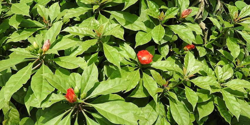 Explore the diverse flora of Thenmala, one of the places to visit in Kerala in April.