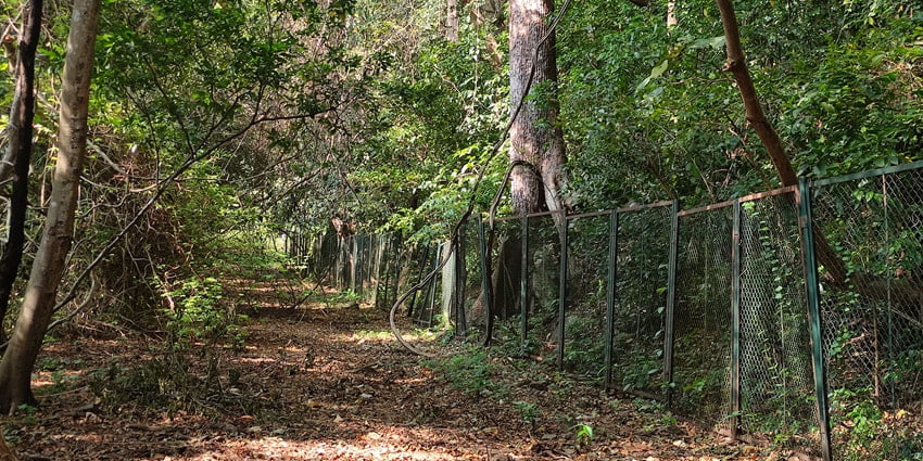 A beautiful view of Thenmala Ecotourism surrounded by tall lush green trees and a fence.