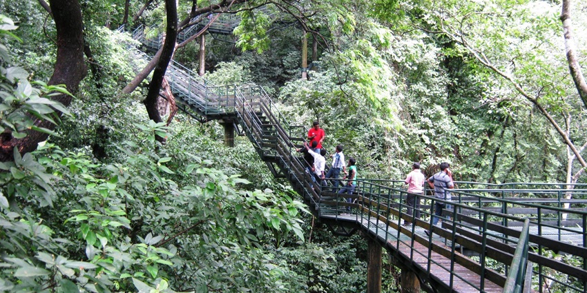 Lush greenery and winding trails of Thenmala Reserve Forest, a serene eco-tourism spot.