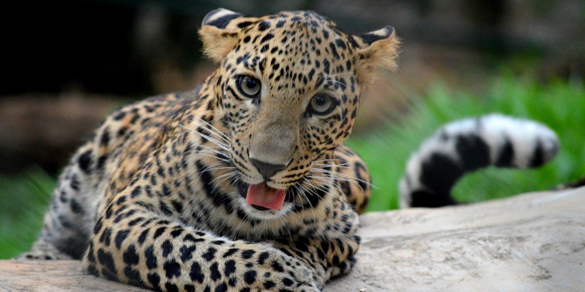 A photo of a 6-month old Indian Leopard cub taken at Kerala's Thiruvananthapuram Zoo which is one of the best zoos in India.