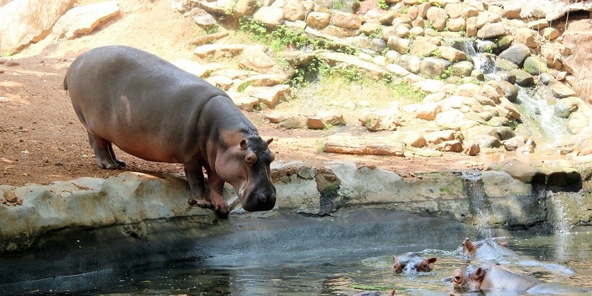 Thiruvananthapuram Zoo is one of the best places to visit near Napier Museum, Kerala.