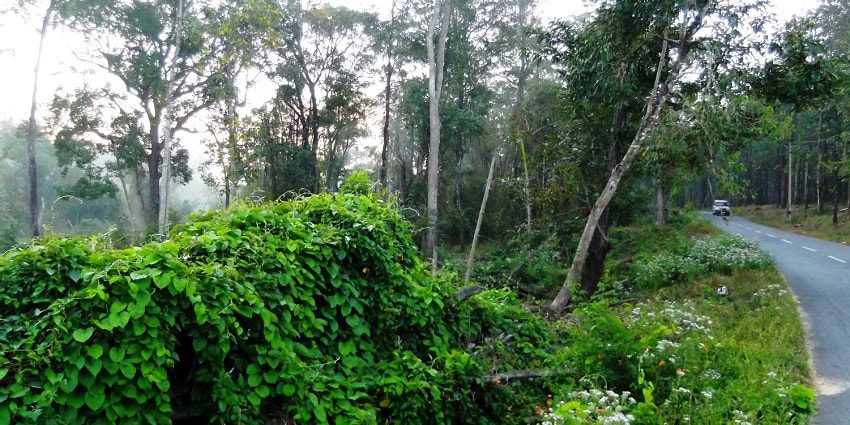Forests around the roads of Tholpetty wildlife range in Wayanad Wildlife Sanctuary