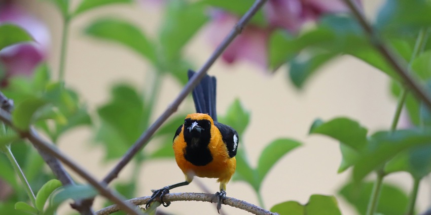 A stunning view of a yellow and black bird sitting on a branch of a tree with leaves.