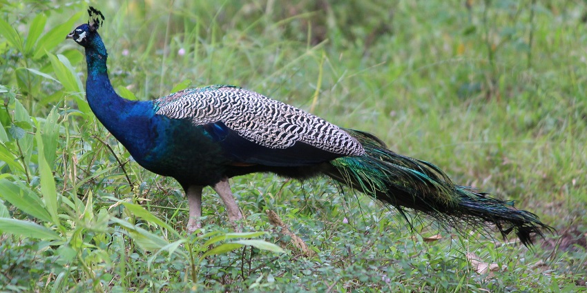 Indian Peacock displaying its vibrant plumage at Tholpetty Wildlife Sanctuary, Wayanad.