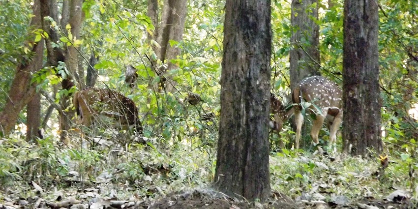 Tholpetty Wildlife Sanctuary is another astonishing sanctuary to explore near Muthanga.