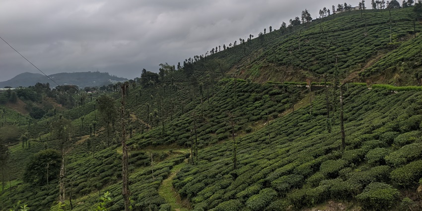A picture of the verdant valleys around the western ghats in Kerala, surrounded by greenery
