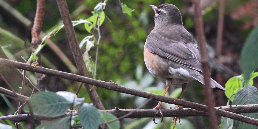 Discover and learn about the diverse avifauna found at the Tral Wildlife Sanctuary