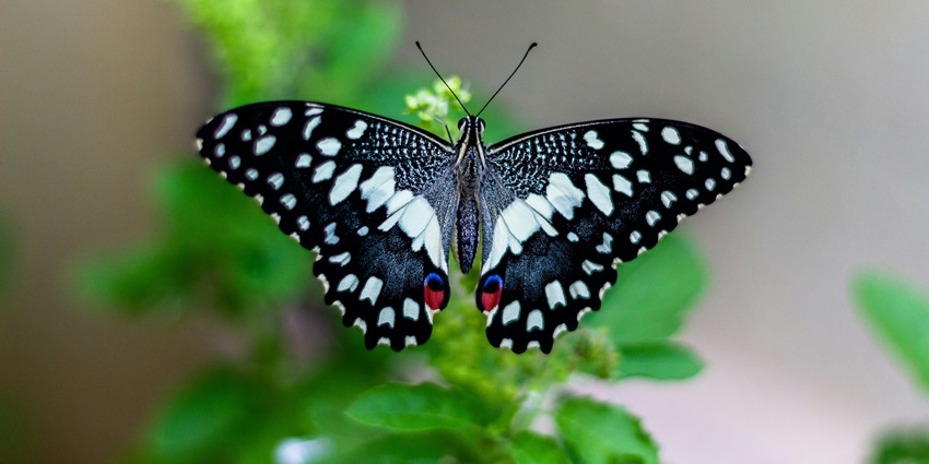 Thumboormuzhi Butterfly Park is one of the best places to visit for every traveller.