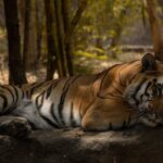 Zoos in India are a natural habitat for many wildlife species including tigers and lions.