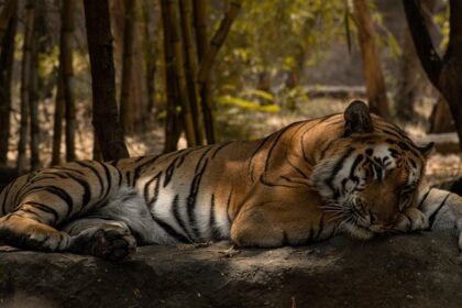 Zoos in India are a natural habitat for many wildlife species including tigers and lions.