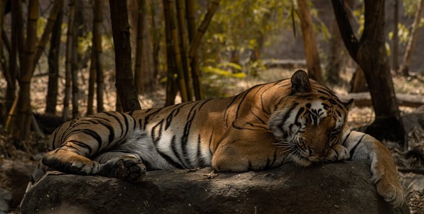 Zoos in India are a natural habitat for many wildlife species including tigers and lions.