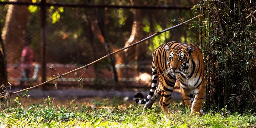 Tiger walking at the lush green trails of the famous Nehru Zoological Park in Hyderabad.