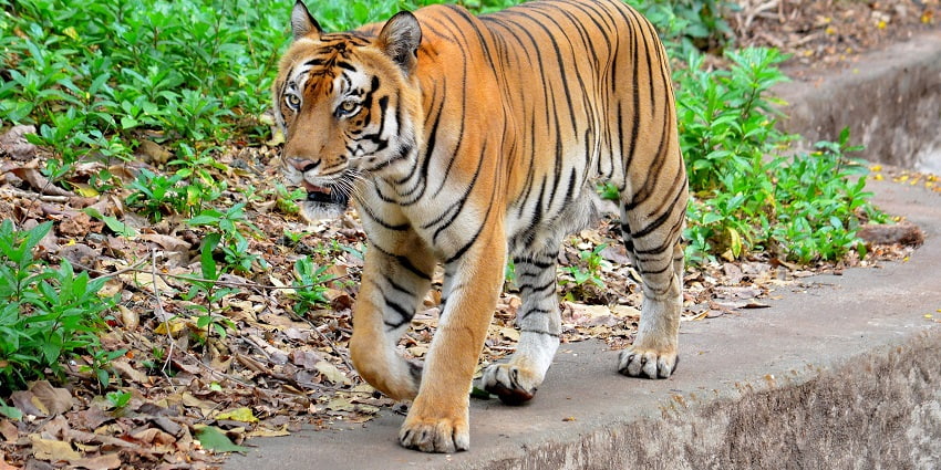 Trivandrum museum near the wax museum a perfect place for animal and wildlife lovers