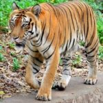 Manda Zoo Park is situated near the popular heritage stay - Hari Niwas in Jammu.