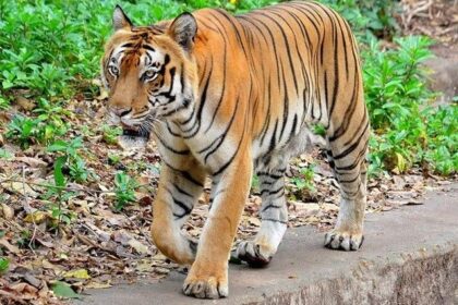 Manda Zoo Park is situated near the popular heritage stay - Hari Niwas in Jammu.